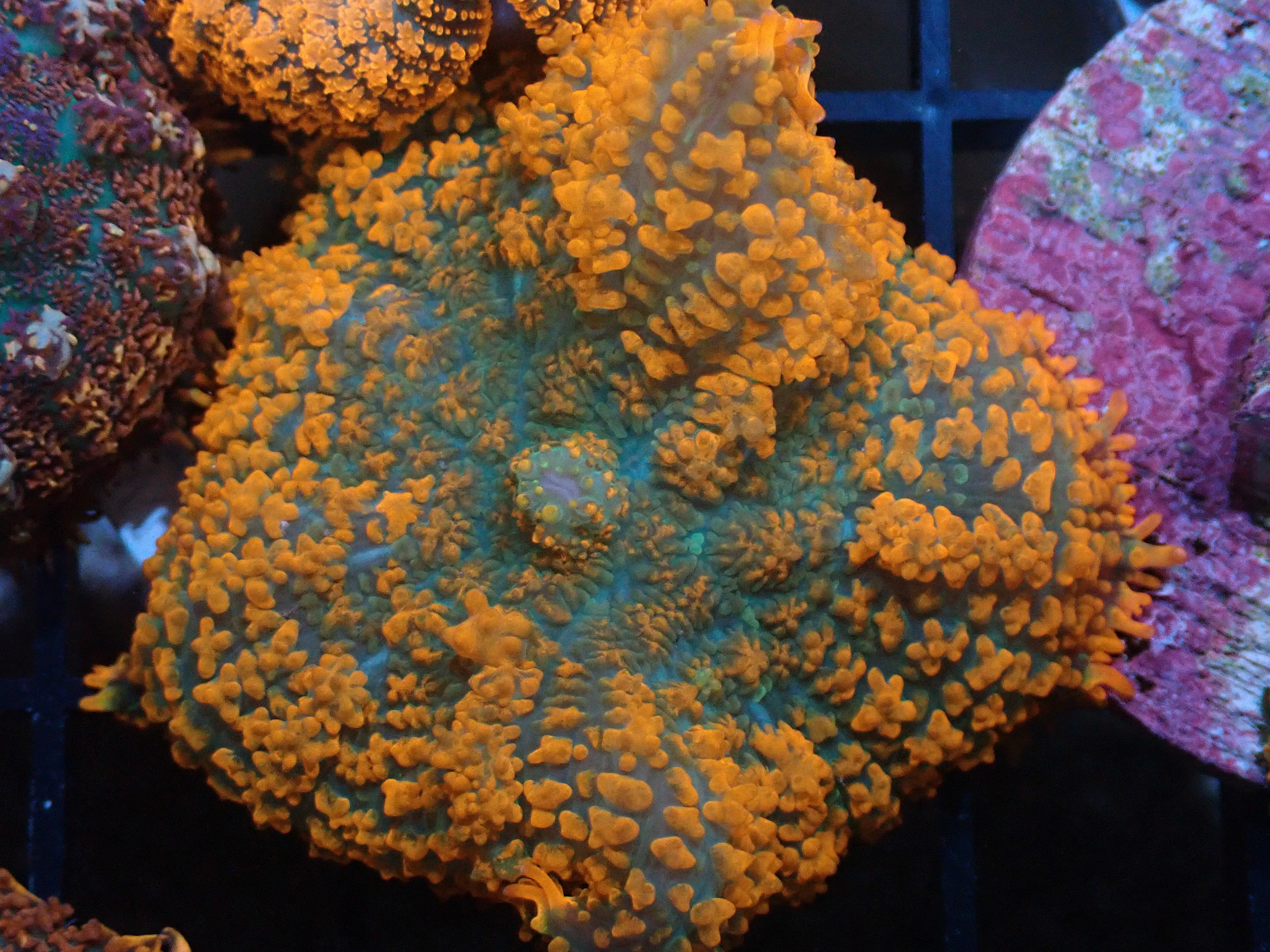 AQUACULTURED LAVA BOUNCE RHODACTIS