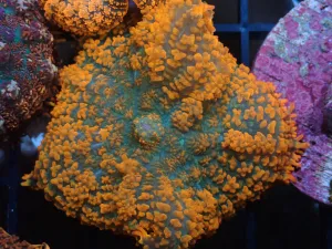 AQUACULTURED LAVA BOUNCE RHODACTIS