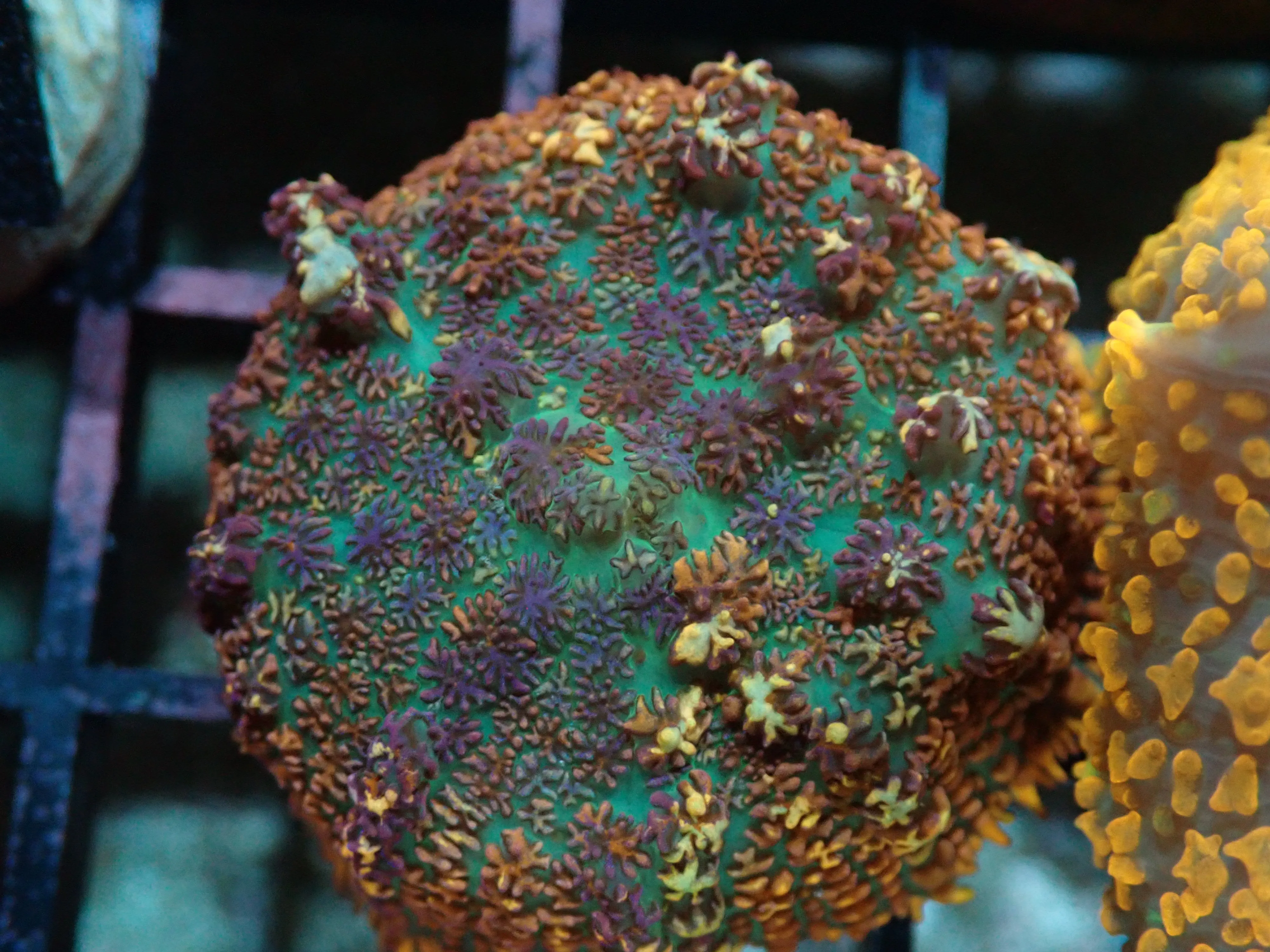AQUACULTURED MULTI COLOUR RHODACTIS FRAG