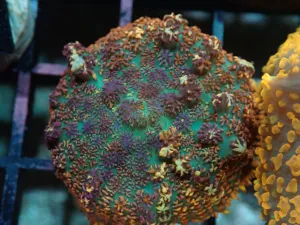 AQUACULTURED MULTI COLOUR RHODACTIS FRAG