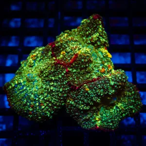 Bubble Rhodactis Colony