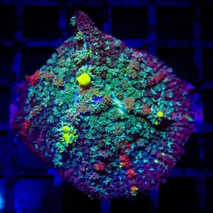 Rainbow Bubble Rhodactis