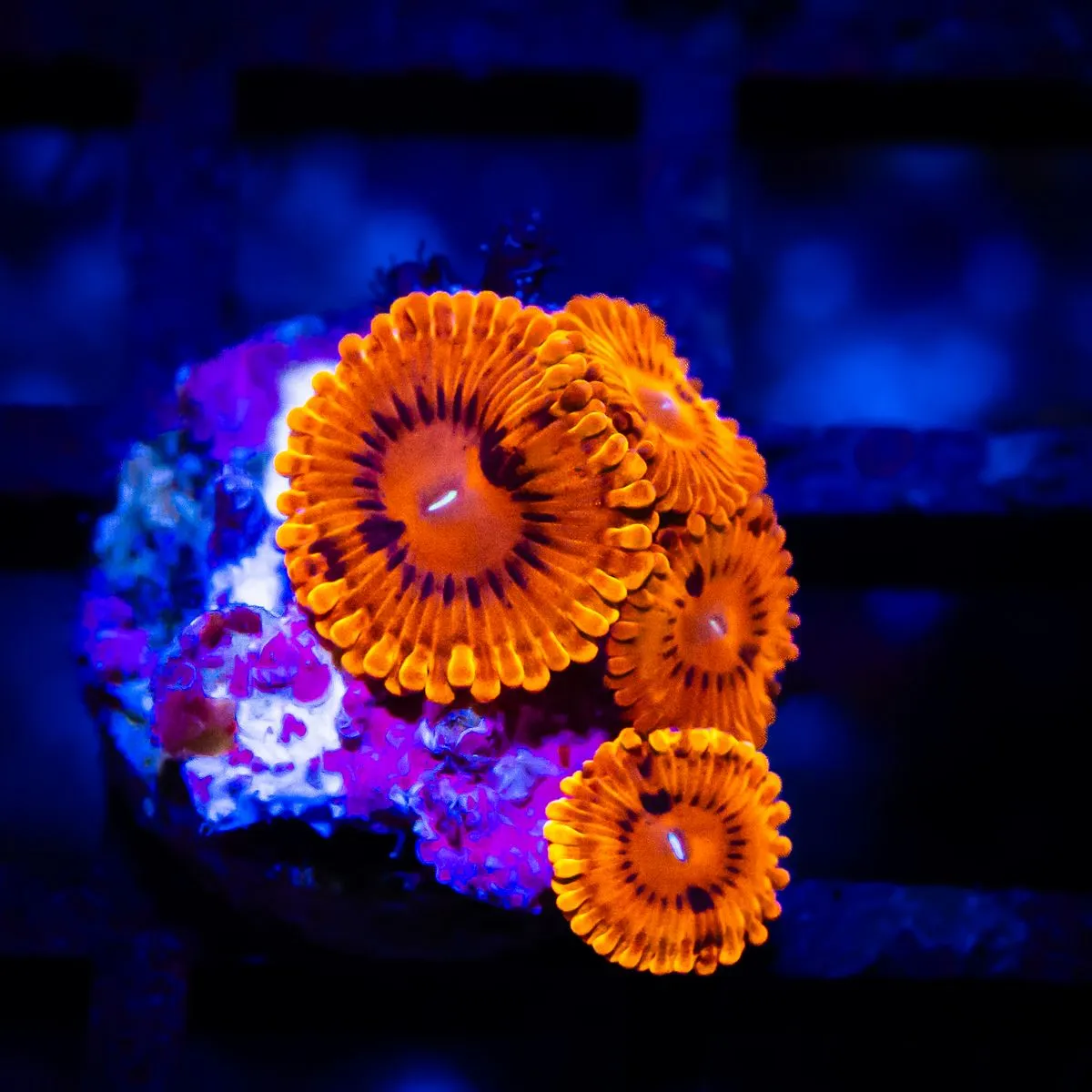 RAR Zoas
