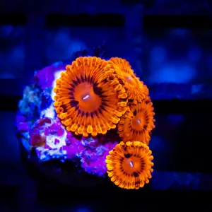 RAR Zoas