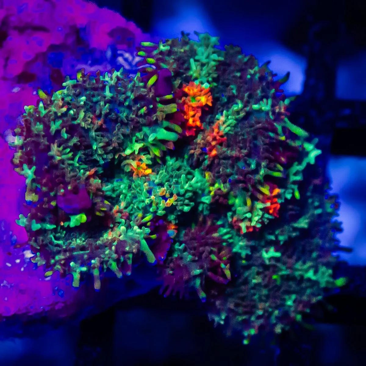Red Spot Bubble Rhodactis