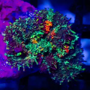Red Spot Bubble Rhodactis