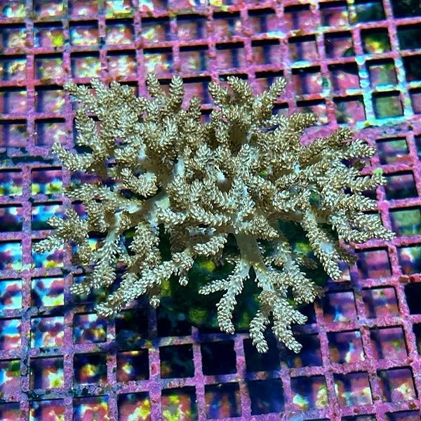 Sinularia Leather Coral