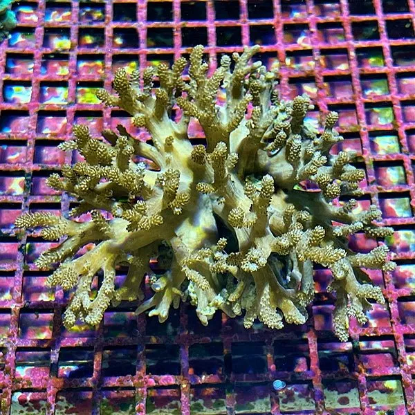 Sinularia Leather Coral