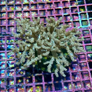 Sinularia Leather Coral