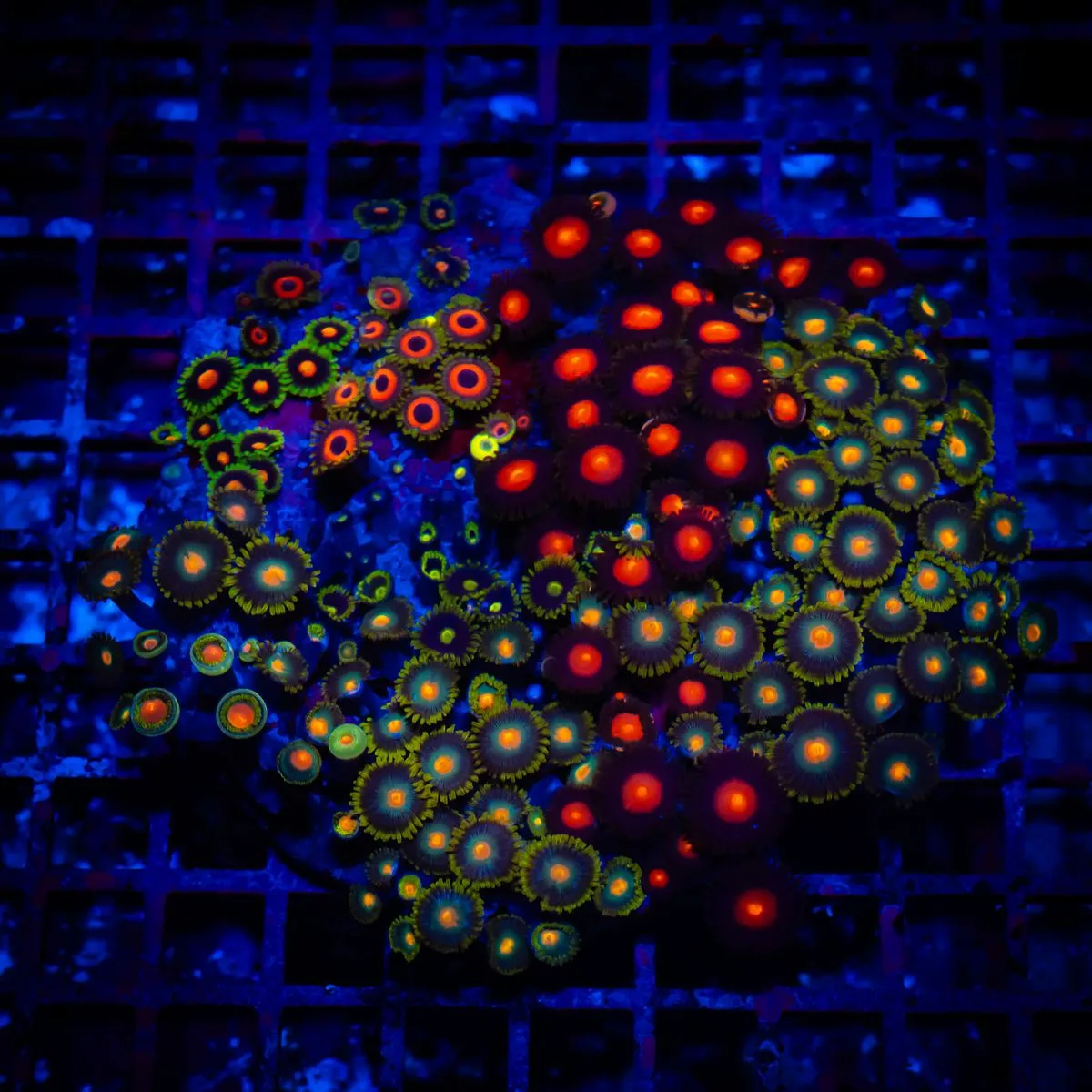 Super Ultra Bright Mix Zoas Colony
