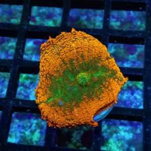 Super Ultra Rhodactis