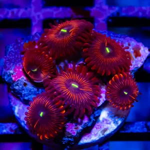 Super Ultra Zoas