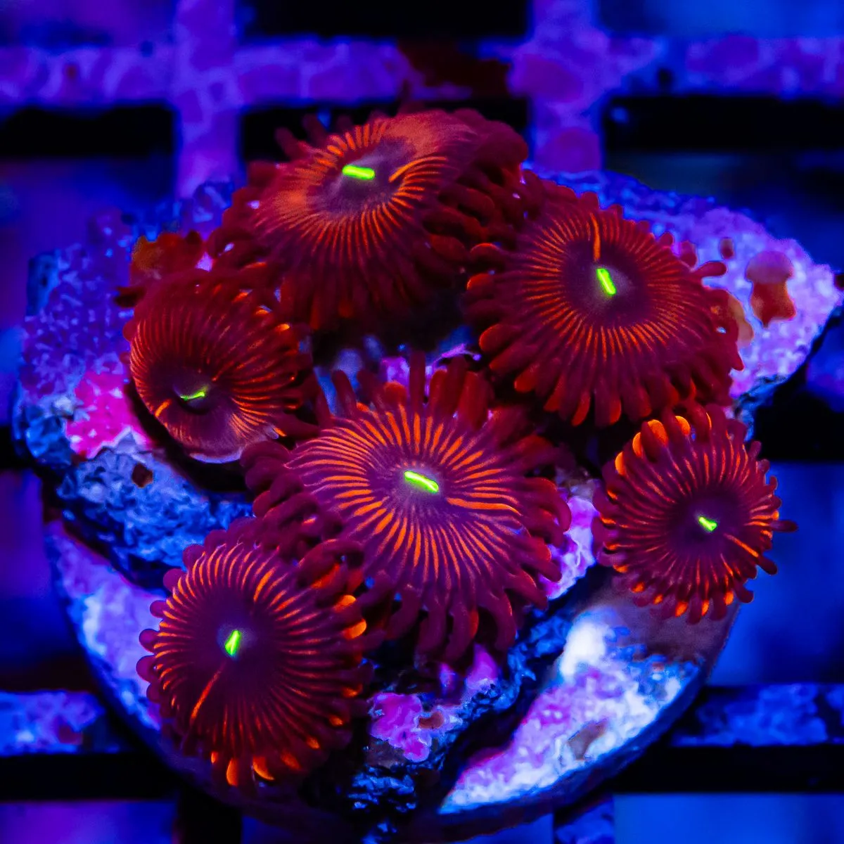 Super Ultra Zoas