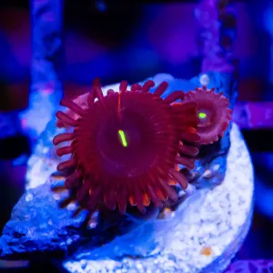 Super Ultra Zoas