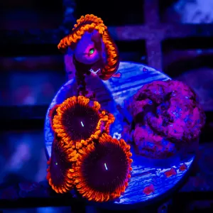 Super Ultra Zoas