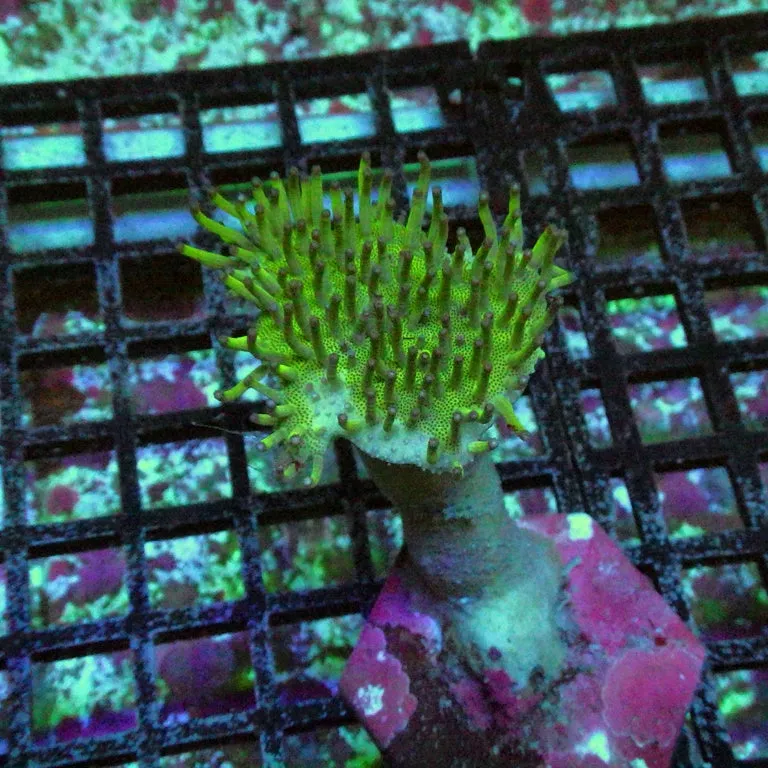 TOADSTOOL LEATHER CORAL (Green)