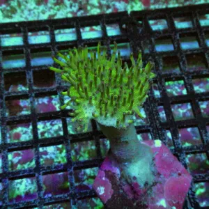 TOADSTOOL LEATHER CORAL (Green)