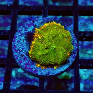 Ultra Gold Green Rhodactis