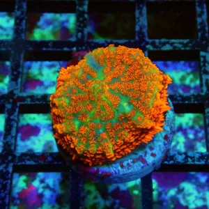 Ultra Red Rhodactis