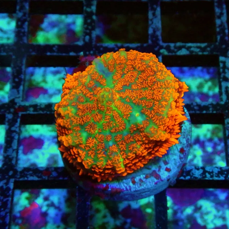 Ultra Red Rhodactis