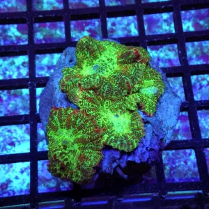 Ultra Rhodactis Colony