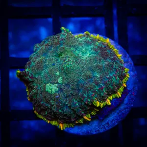 Ultra Rhodactis