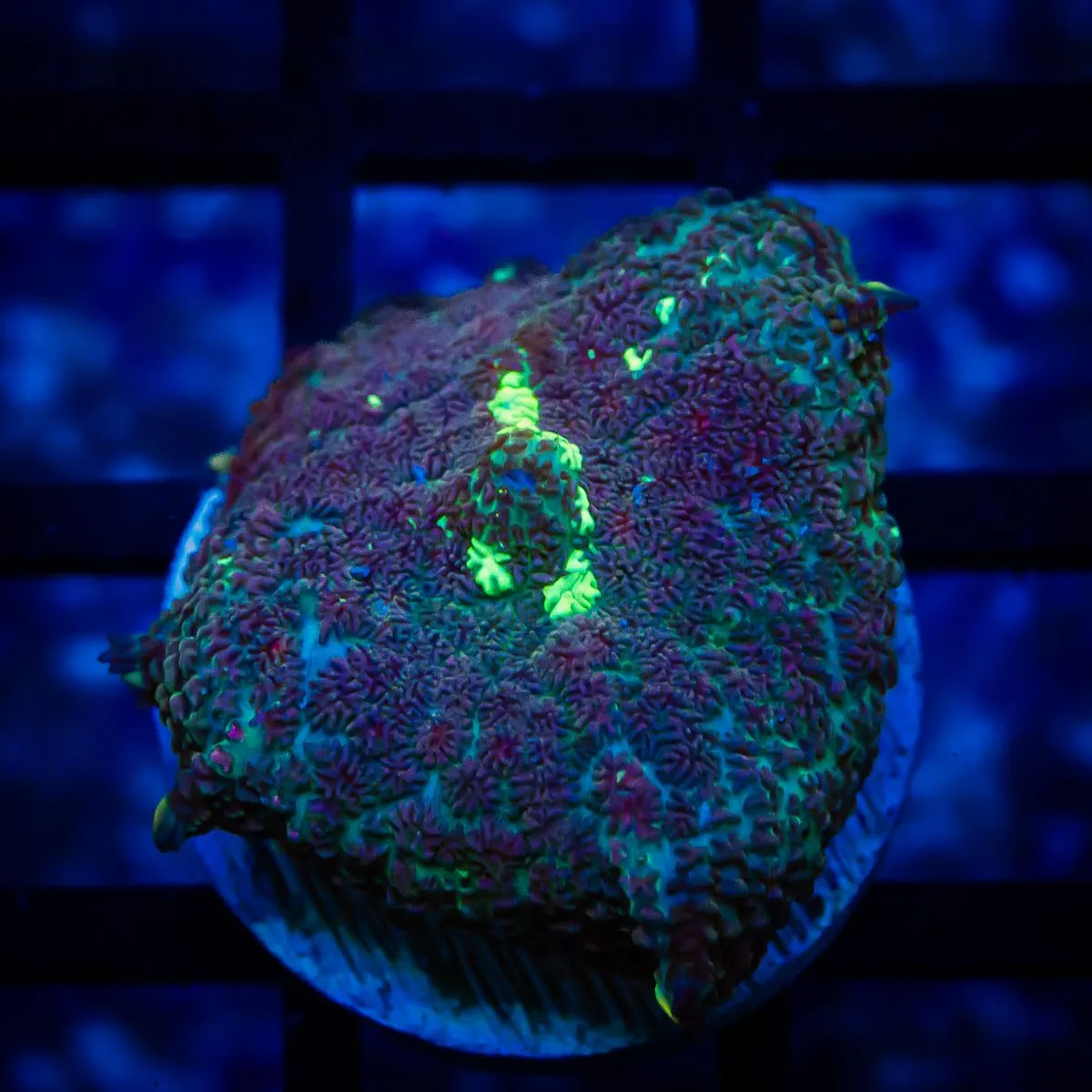 Ultra Rhodactis