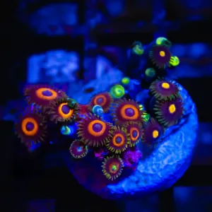 Ultra Zoas