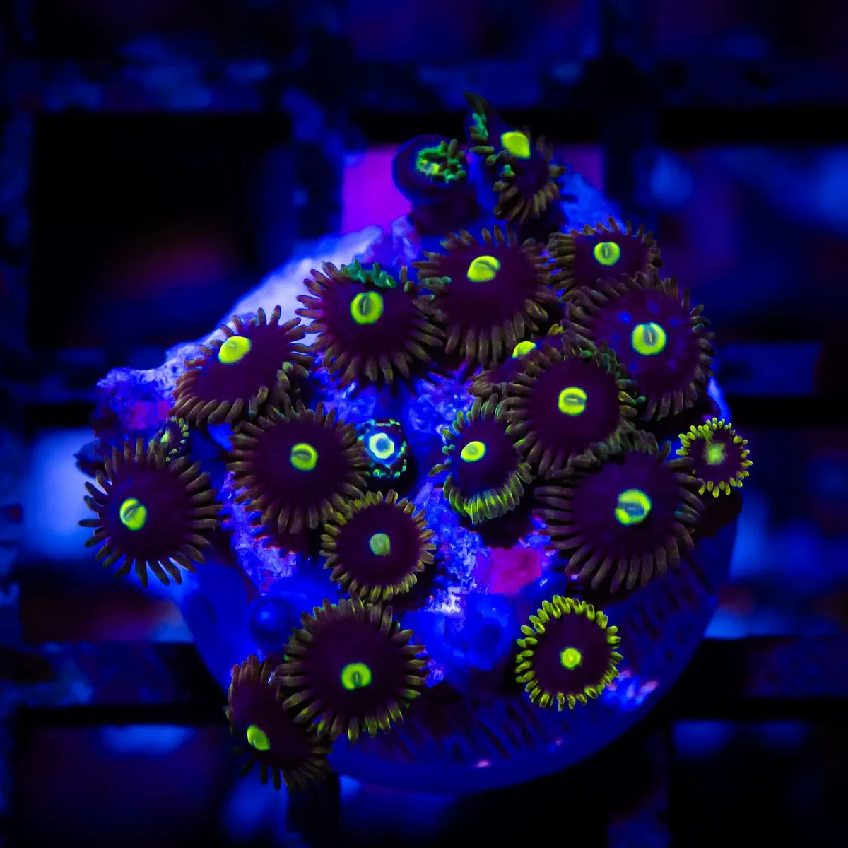 Ultra Zoas