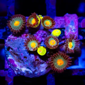 Ultra Zoas