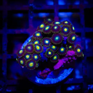 Ultra Zoas