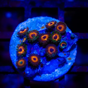 Ultra Zoas