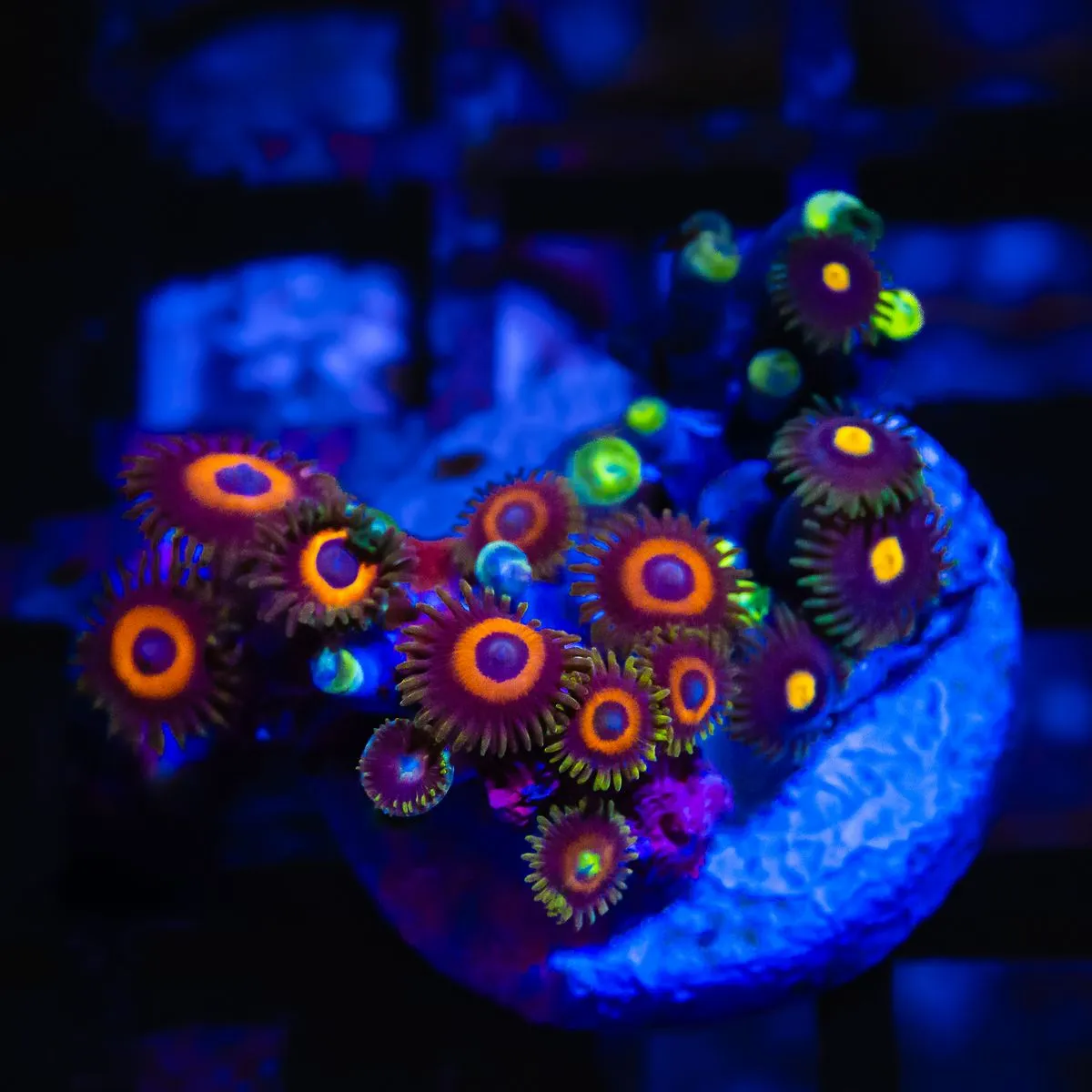 Ultra Zoas