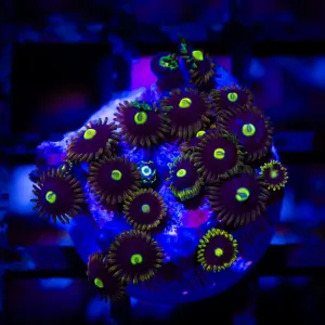 Ultra Zoas