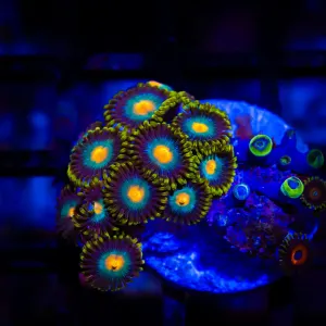 Ultra Zoas