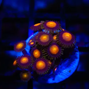 Ultra Zoas