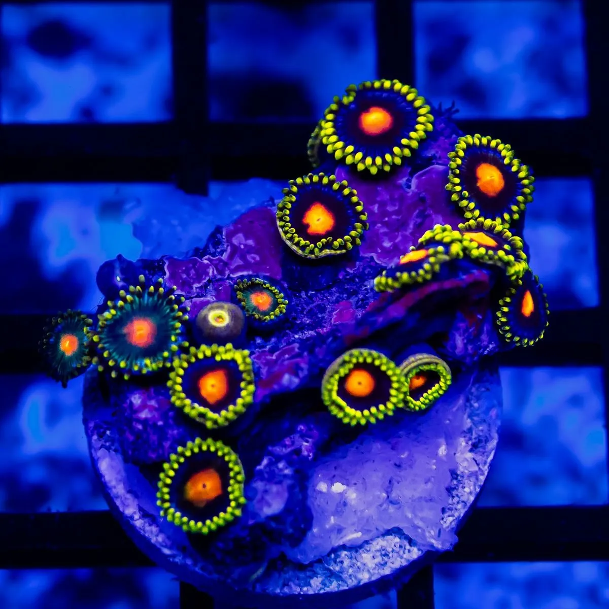 Ultra Zoas