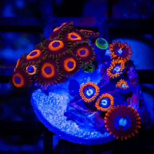 Ultra Zoas