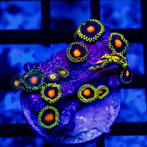 Ultra Zoas