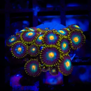 Ultra Zoas