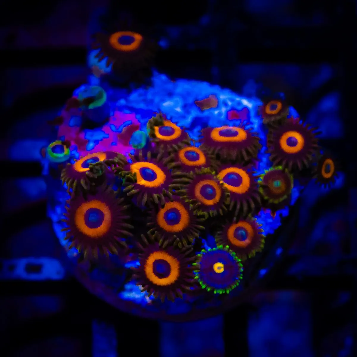 Ultra Zoas