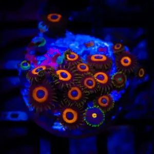 Ultra Zoas