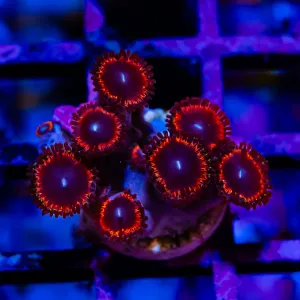 Ultra Zoas