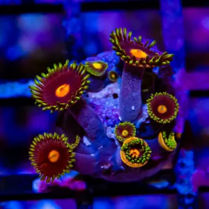 Ultra Zoas