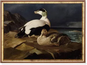 Vintage Painting, Eiders on a Rock, Antique Sea Duck Painting, Moody Rustic Art, Dark Academia, Physical Prints, Painting Photo, Painting Wall Hanging, Painting Art Print,93
